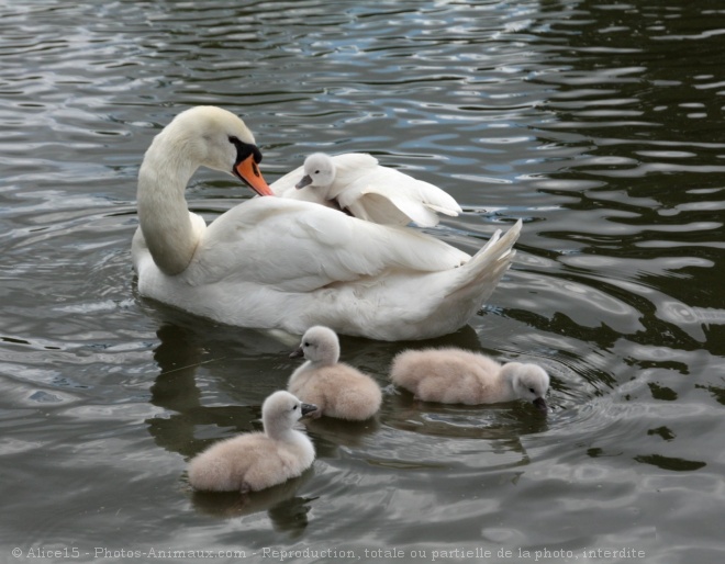 Photo de Cygne