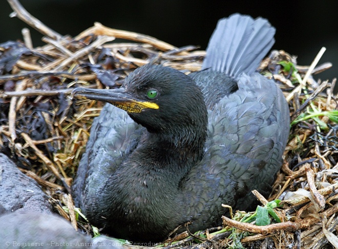 Photo de Cormorans hupps