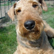 Photo d'Airedale terrier