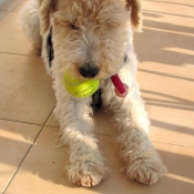 Photo de Fox terrier  poil dur