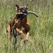 Photo de Boxer