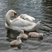 Photo de Cygne