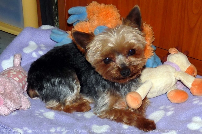 Photo de Yorkshire terrier