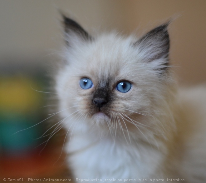 Photo de Ragdoll