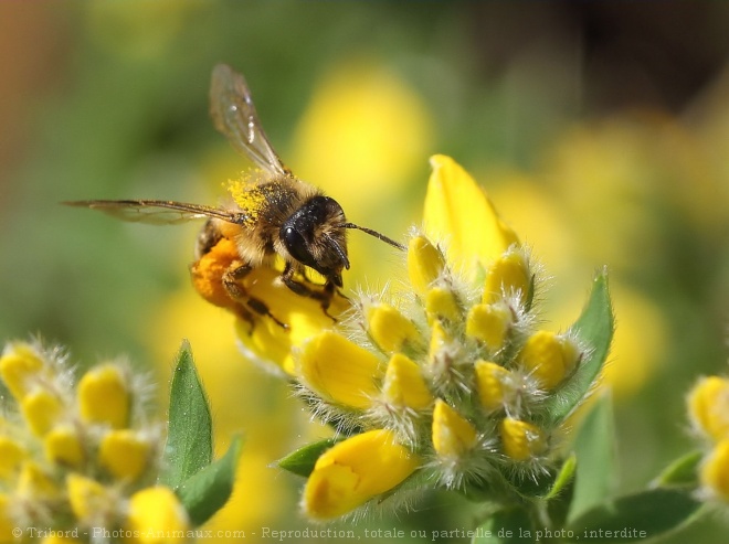 Photo d'Abeille