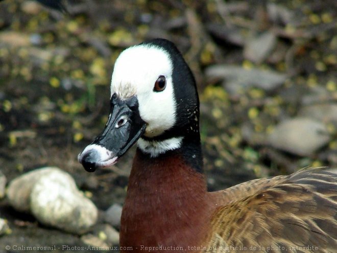 Photo de Canard