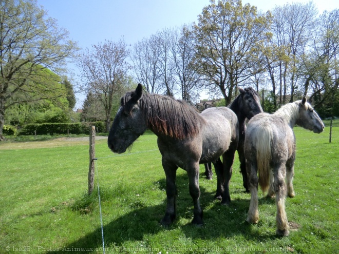 Photo de Percheron