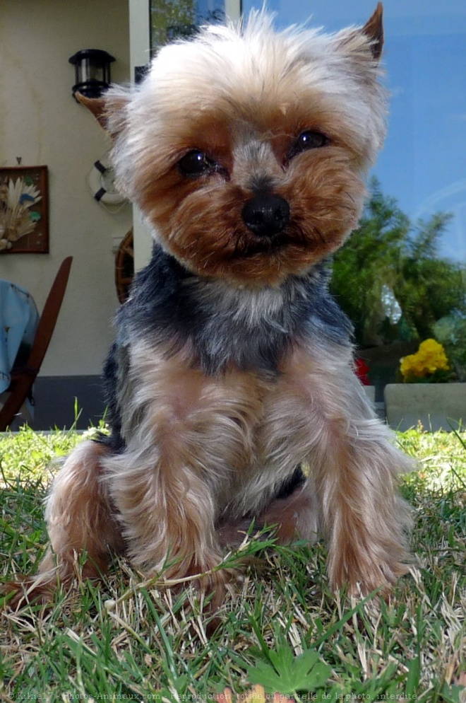 Photo de Yorkshire terrier