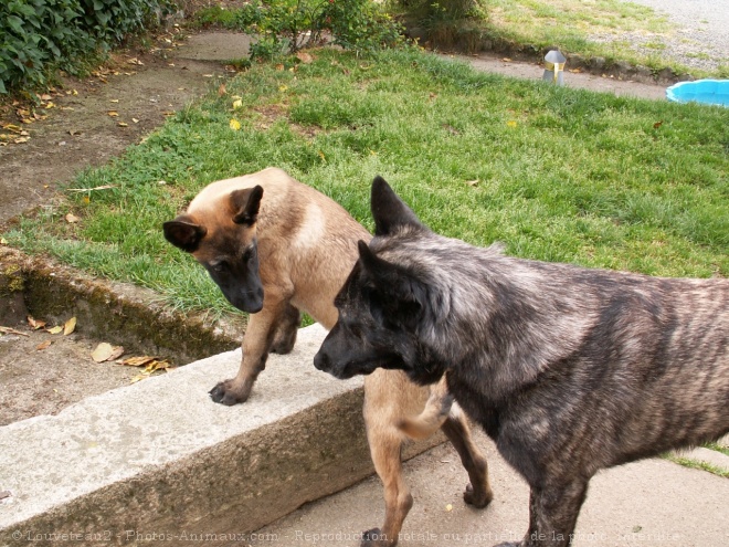 Photo de Berger belge malinois