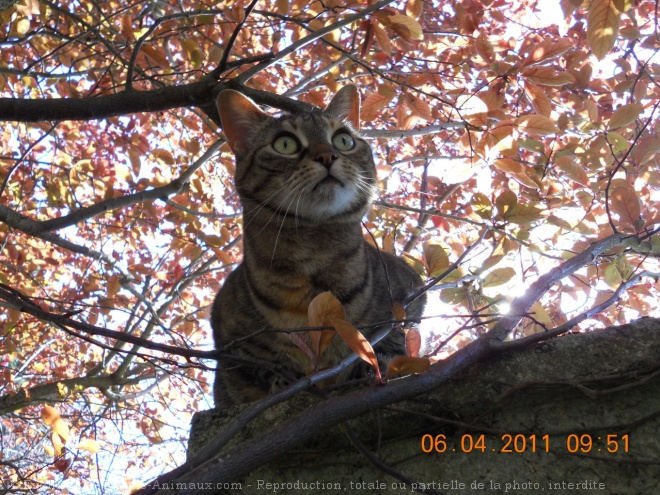 Photo de Chat domestique