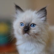 Photo de Ragdoll