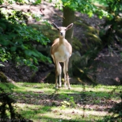 Photo de Biche