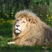 Photo de Lion