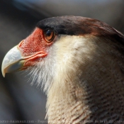 Photo de Caracara