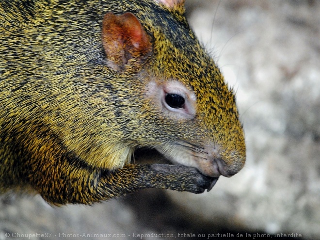 Photo d'Agouti