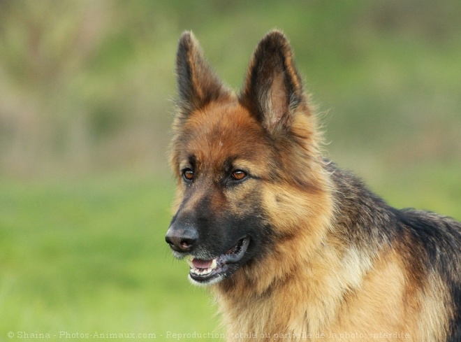 Photo de Berger allemand  poil court