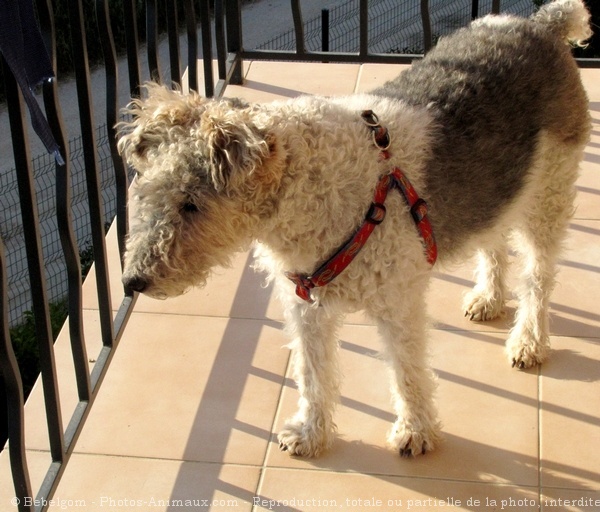 Photo de Fox terrier  poil dur