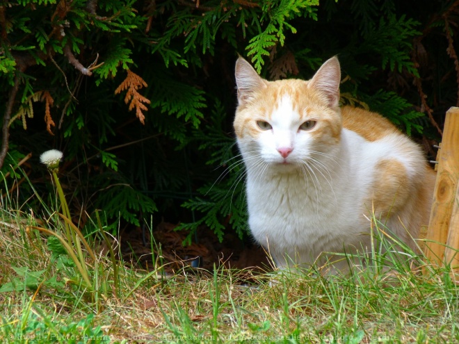 Photo de Chat domestique