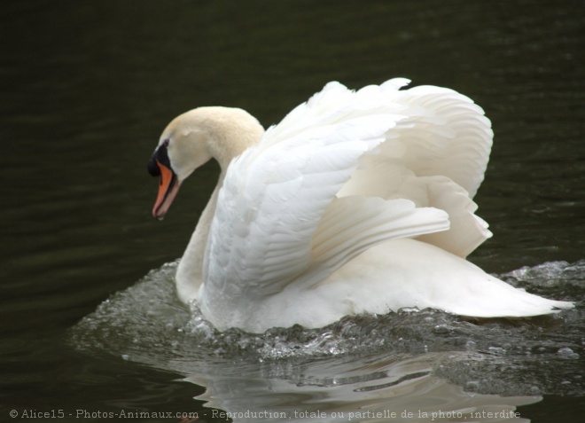 Photo de Cygne