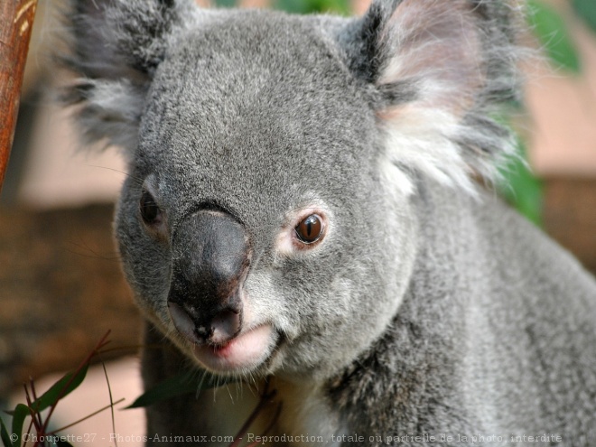 Photo de Koala