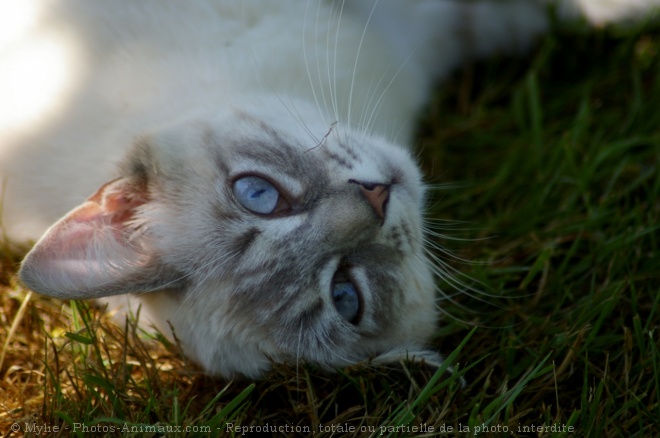 Photo de Chat domestique