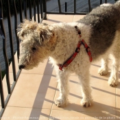 Photo de Fox terrier  poil dur