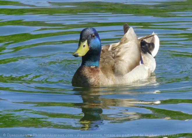 Photo de Canard colvert