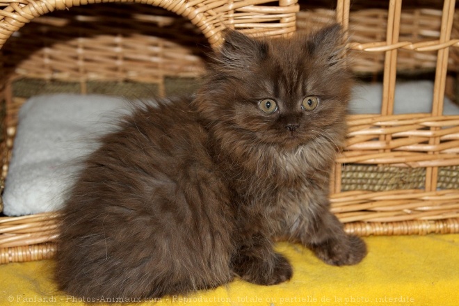 Photo de British longhair