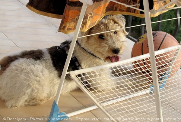 Photo de Fox terrier  poil dur