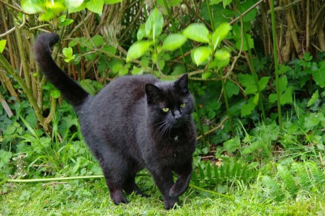 Photo de Chat domestique