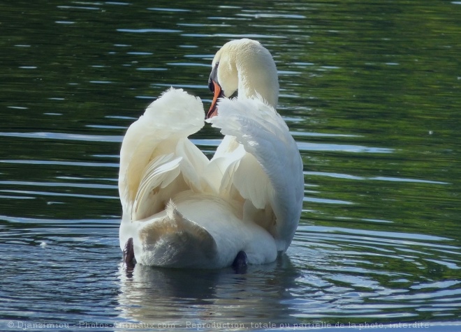 Photo de Cygne