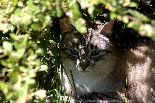 Photo de Chat domestique