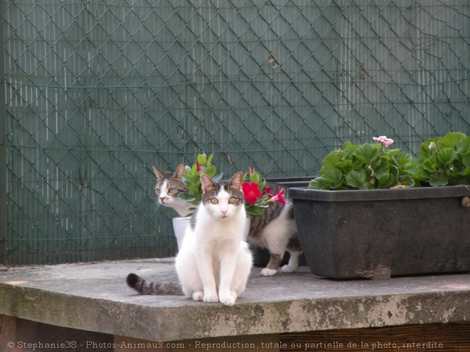 Photo de Chat domestique