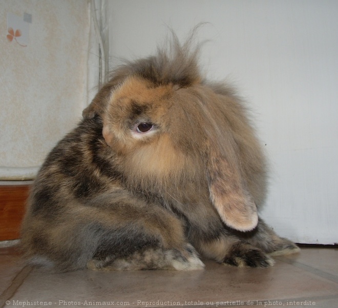 Photo de Lapin