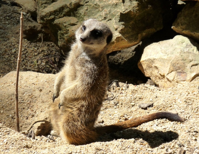 Photo de Suricate