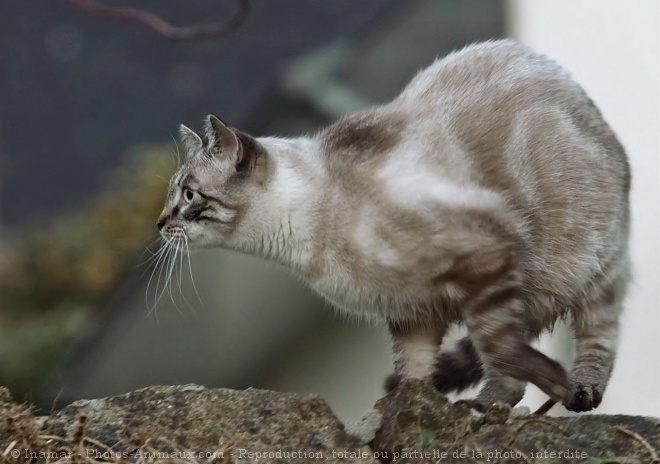 Photo de Chat domestique