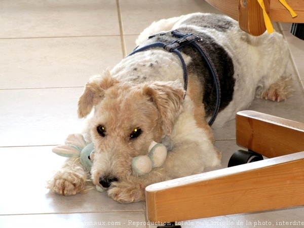 Photo de Fox terrier  poil dur