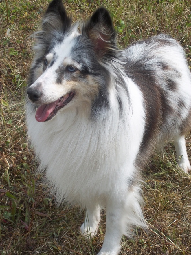 Photo de Chien de berger des shetland