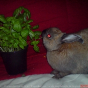 Photo de Lapin