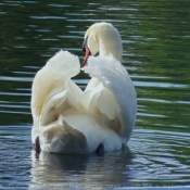 Photo de Cygne