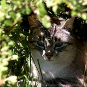 Photo de Chat domestique