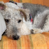 Photo de Fox terrier  poil dur