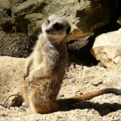 Photo de Suricate