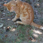 Photo de Chat domestique