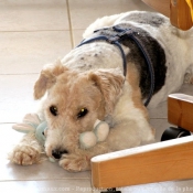 Photo de Fox terrier  poil dur