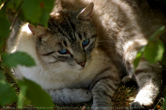 Photo de Chat domestique