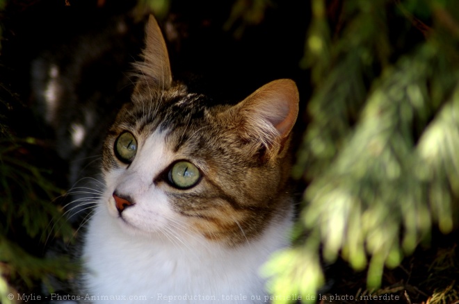 Photo de Chat domestique