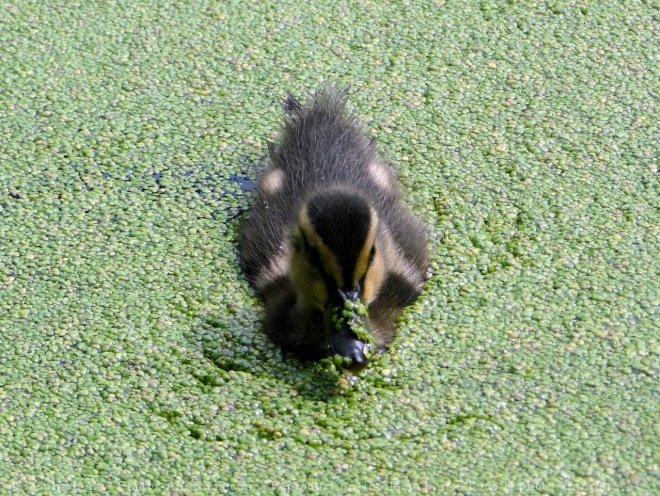 Photo de Canard colvert