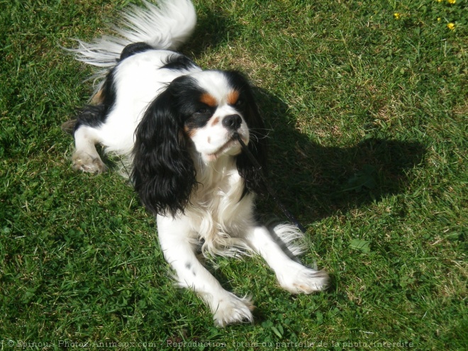 Photo de Cavalier king charles spaniel