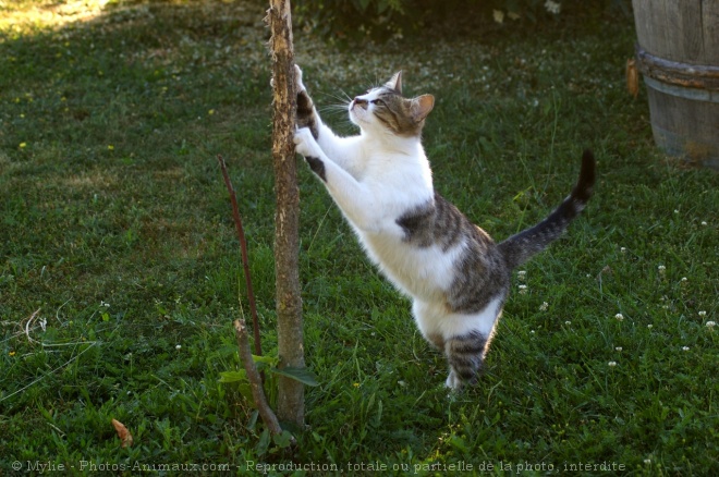 Photo de Chat domestique